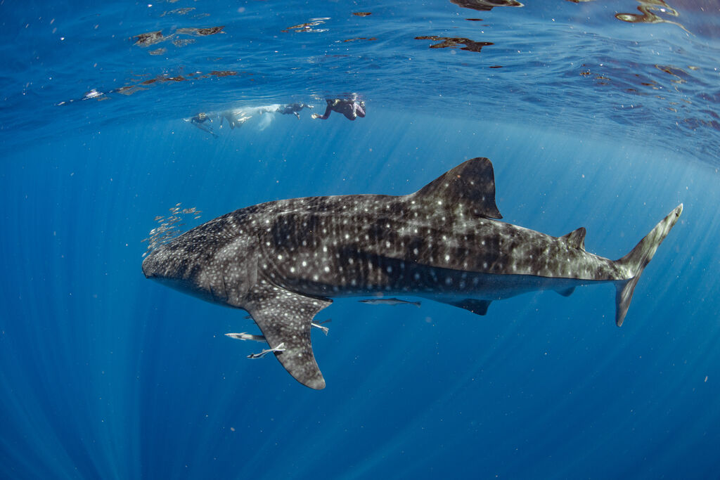 9baa2179-a406-4dfe-9fd4-e2861b433836