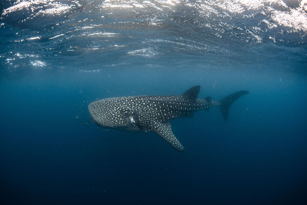 66822774-c746-4a04-bdd6-826048bd4c0b