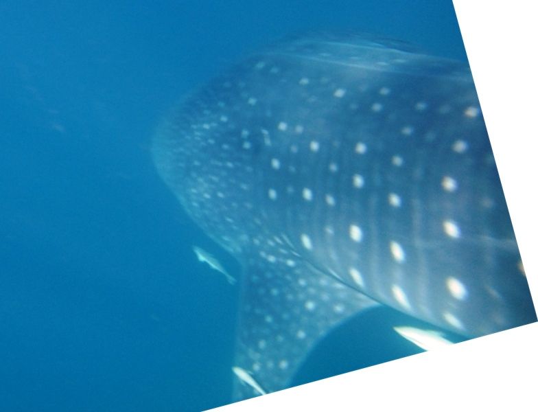 e0f5bf78-e82c-4535-ac20-4a2b03218088