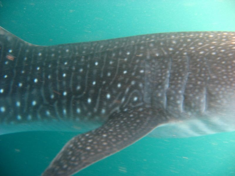 6aaa9948-cb4f-43f0-9781-8c4de033942b