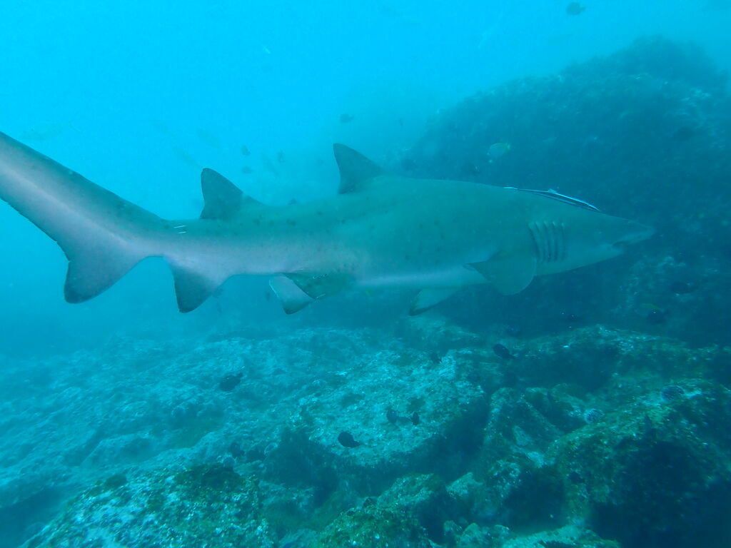 a5b66da6-f097-4a63-9975-9056cd1b1ff8