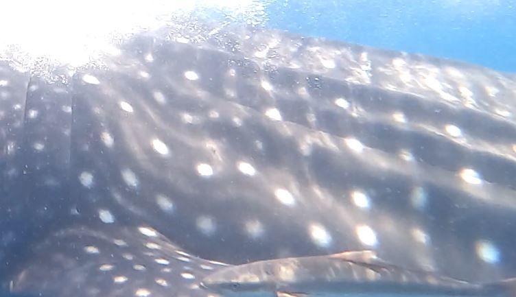 a98e9c4c-6604-4e07-8645-5bf744113e53