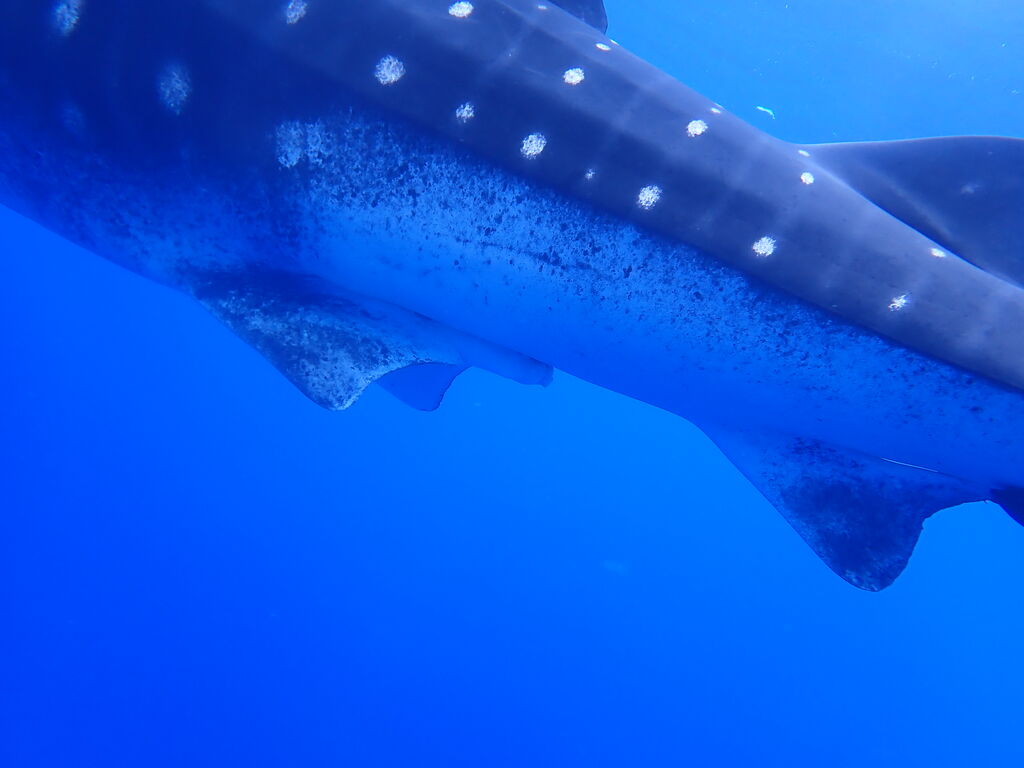 4fe0f113-7f2f-4e34-9d02-ece869443428