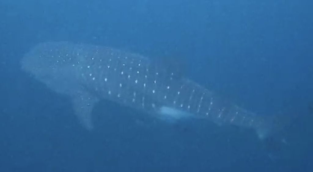 f4b51e0a-89e2-4a73-a4f7-223a06791df0