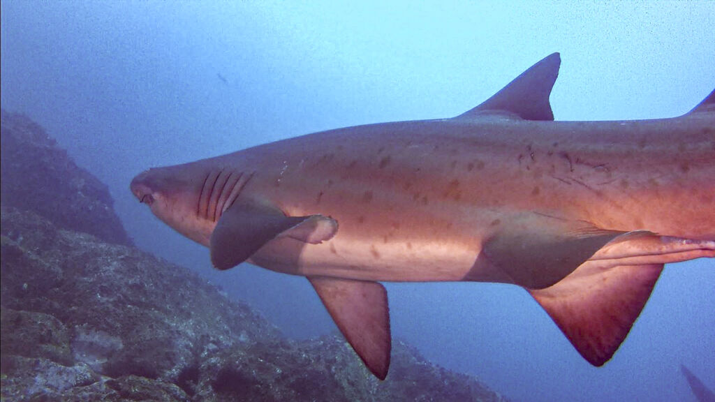 1861be47-6eac-47f1-8a94-03d6eccc4103