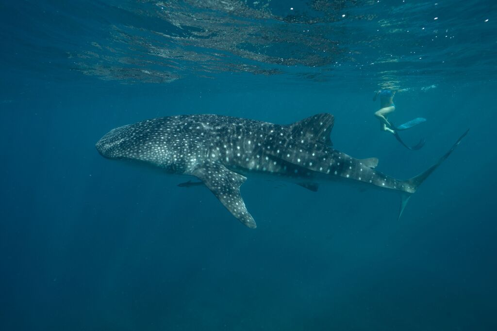 20f1a4da-1ef9-4575-b951-4f2b52ad8c96