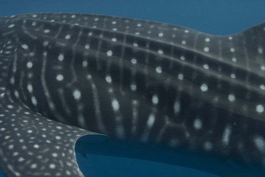 4e3a07ad-2803-419d-b330-d0862611c294