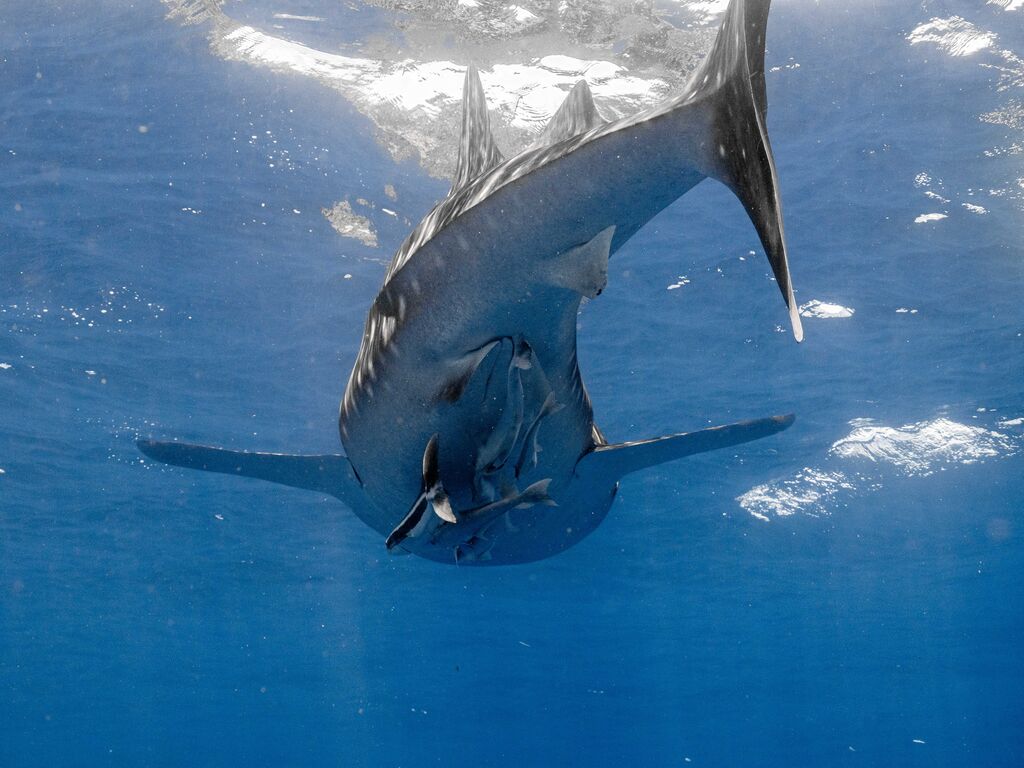 4e398a2b-d977-42aa-a2a4-98a57c60df50