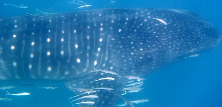 7471e4ad-5f67-4b8c-9775-de28ba1c1e77