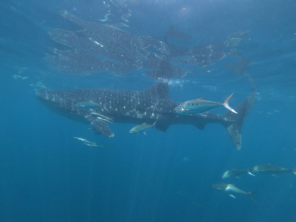 4dac0066-5384-4ec6-8693-aee05be56d88