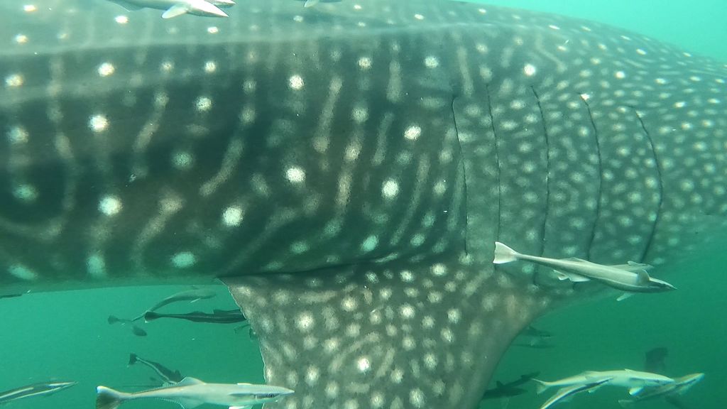 0fd90745-b9fe-4265-8a6e-57a212a24610