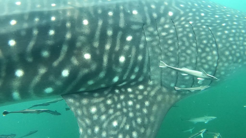 0fd90745-b9fe-4265-8a6e-57a212a24610