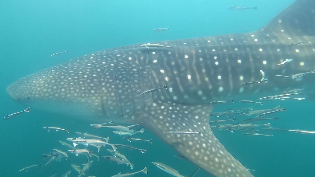 0fd90745-b9fe-4265-8a6e-57a212a24610