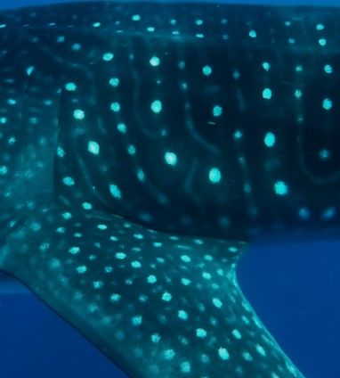 aeb4c8bd-5216-4a79-ab0e-92b47e96c57d