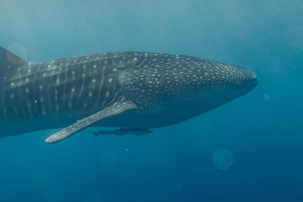 5d511330-5b7d-4765-b7c1-c56ef343376b