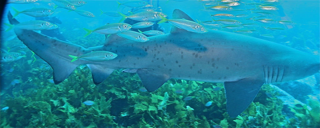 63a3615b-13b1-4483-9960-3b8786ff907a