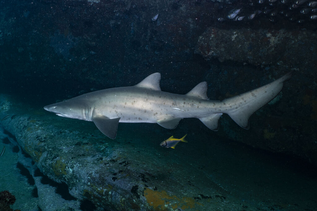 c4d978b1-10b1-424b-9f93-94011d5005a8