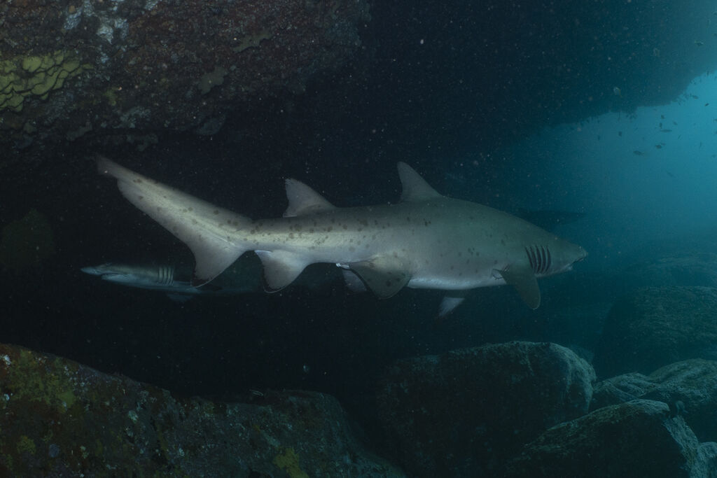 c4d978b1-10b1-424b-9f93-94011d5005a8