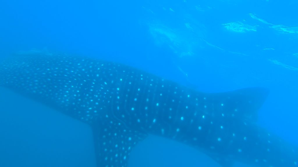 f1cb8c5c-4be9-4d4a-a54b-4f73892de62f