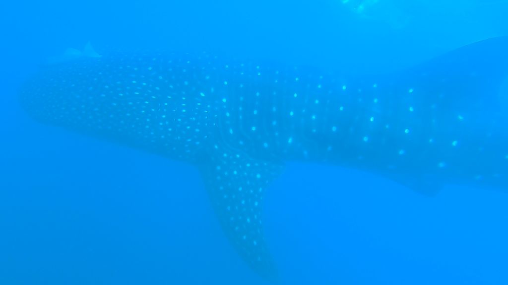 f1cb8c5c-4be9-4d4a-a54b-4f73892de62f