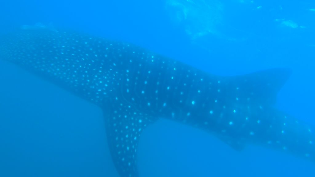 f1cb8c5c-4be9-4d4a-a54b-4f73892de62f