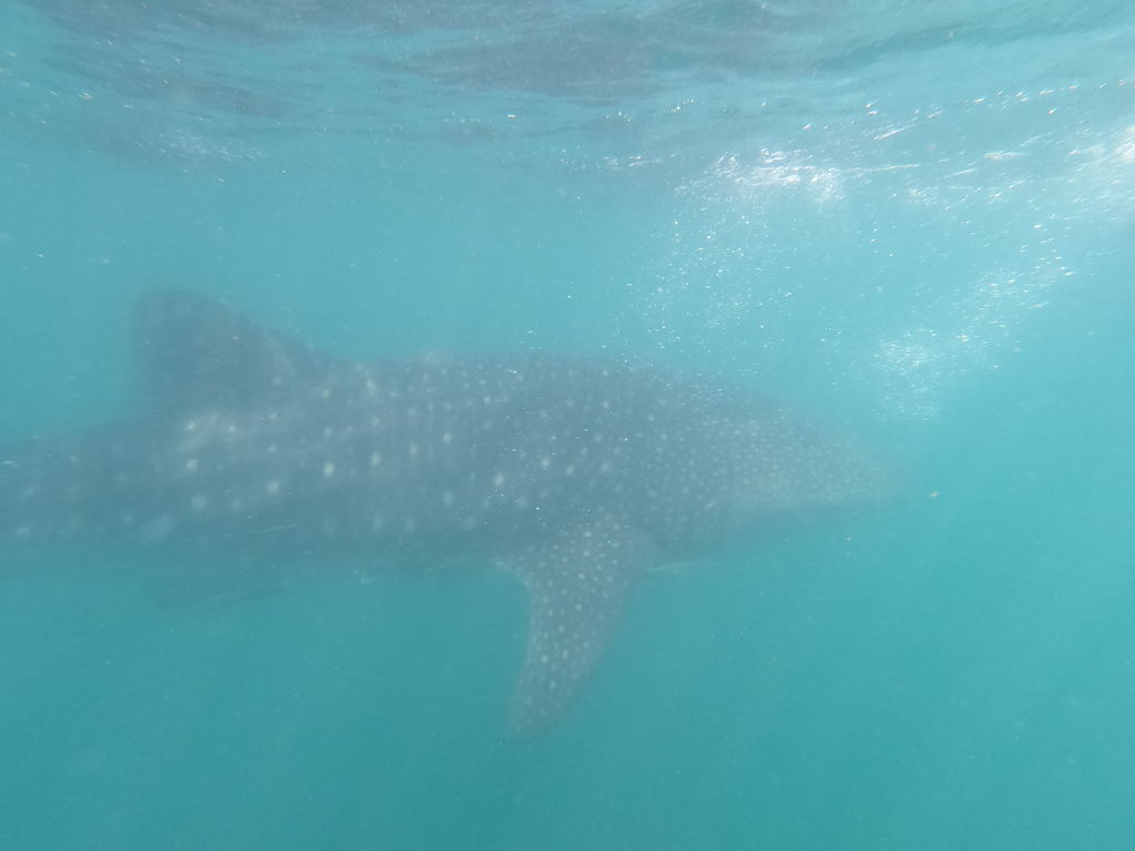 bd02de44-43cc-4182-9a9b-98dd8e66726a