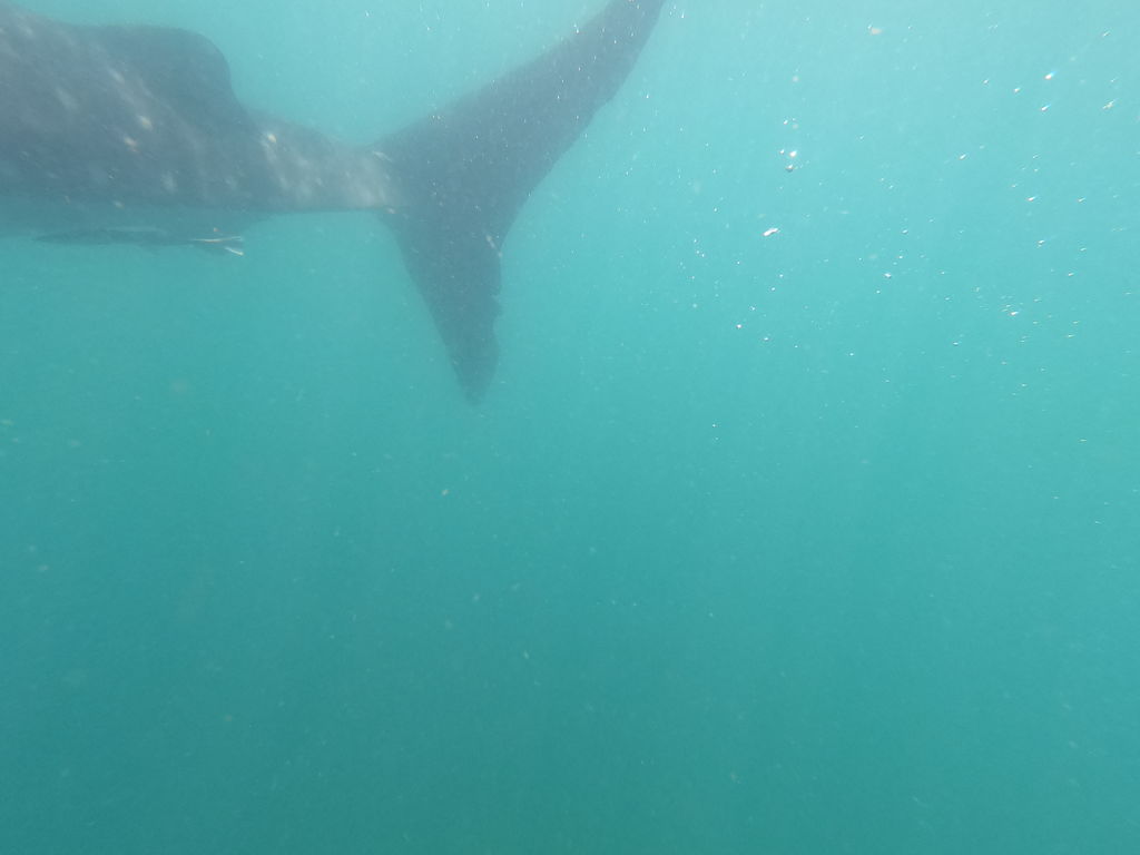 bd02de44-43cc-4182-9a9b-98dd8e66726a