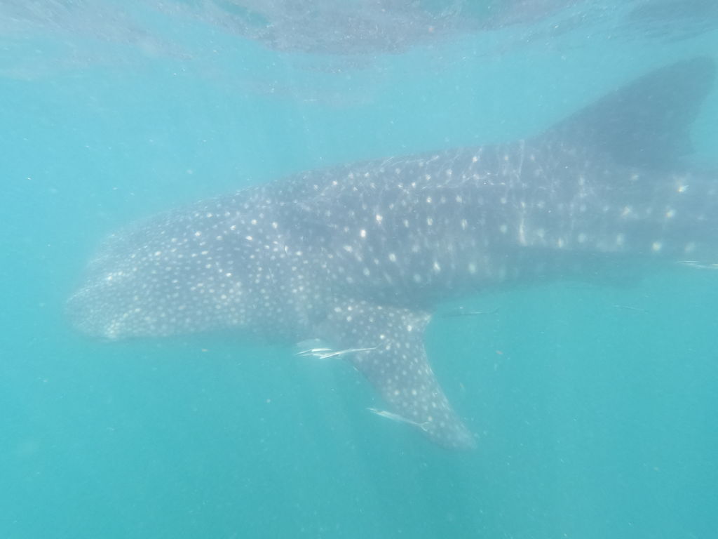 bd02de44-43cc-4182-9a9b-98dd8e66726a