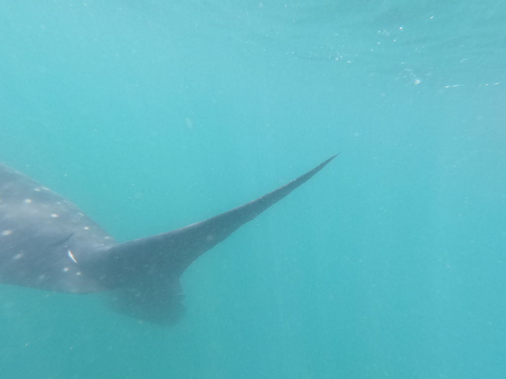 bd02de44-43cc-4182-9a9b-98dd8e66726a