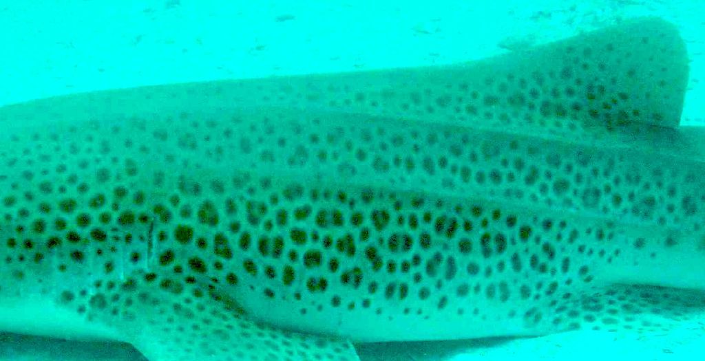 21a6c1dc-ac43-4e30-9b4f-73e60d821ead