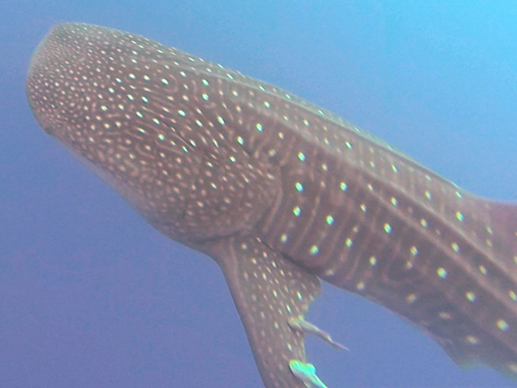 ecce60c6-9396-416d-98fb-4c42ce6b4124