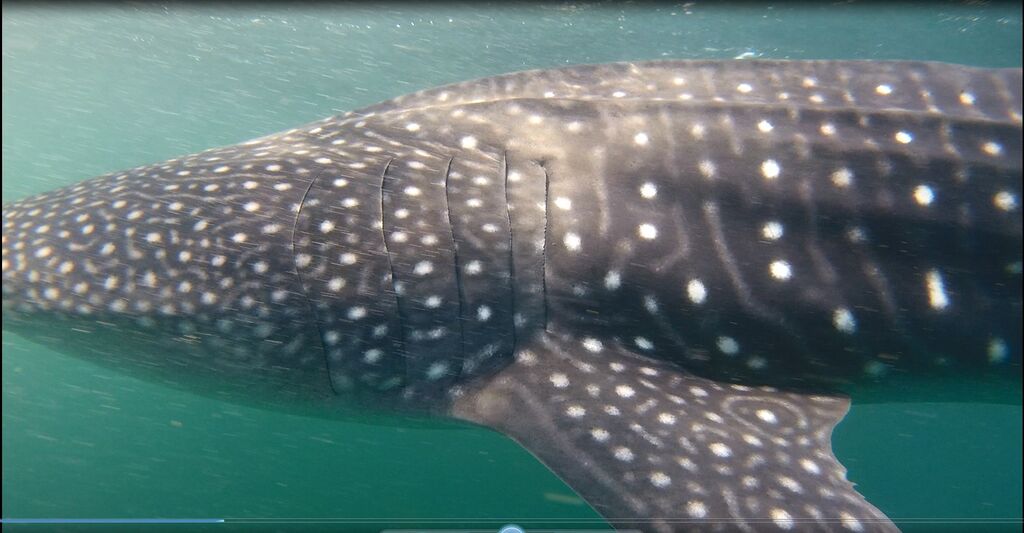 ebd7d831-5424-4eb7-af39-4526e4d70f74