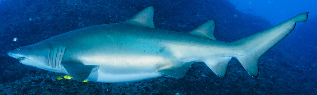 f1516353-b719-4045-addd-1ba2f057ce57