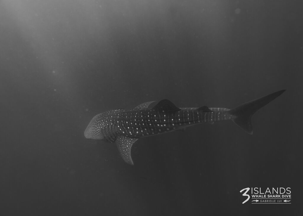 9c91670b-9e9b-491d-bcaf-4917c54bae6b