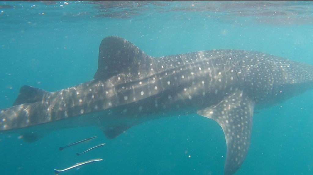 678e0789-71c7-4fd0-b85d-bb977d766bbf