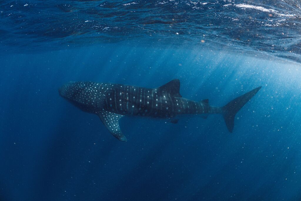 c7d36706-b3f6-4cf9-a821-425b0997a553