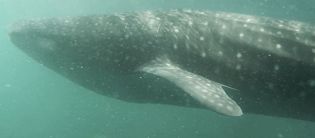 a6613573-ec3d-41bf-8e4f-322ce15cee4e