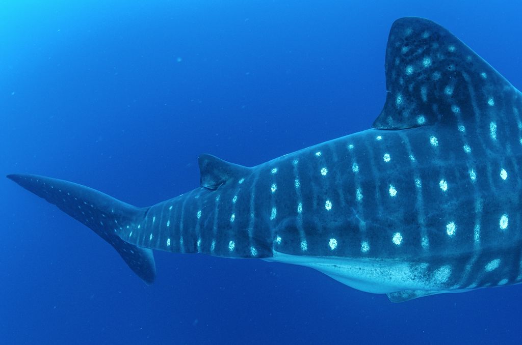 dca4d479-769f-48a7-b985-832732700929