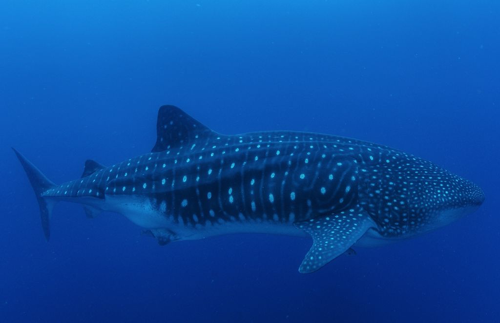 dca4d479-769f-48a7-b985-832732700929