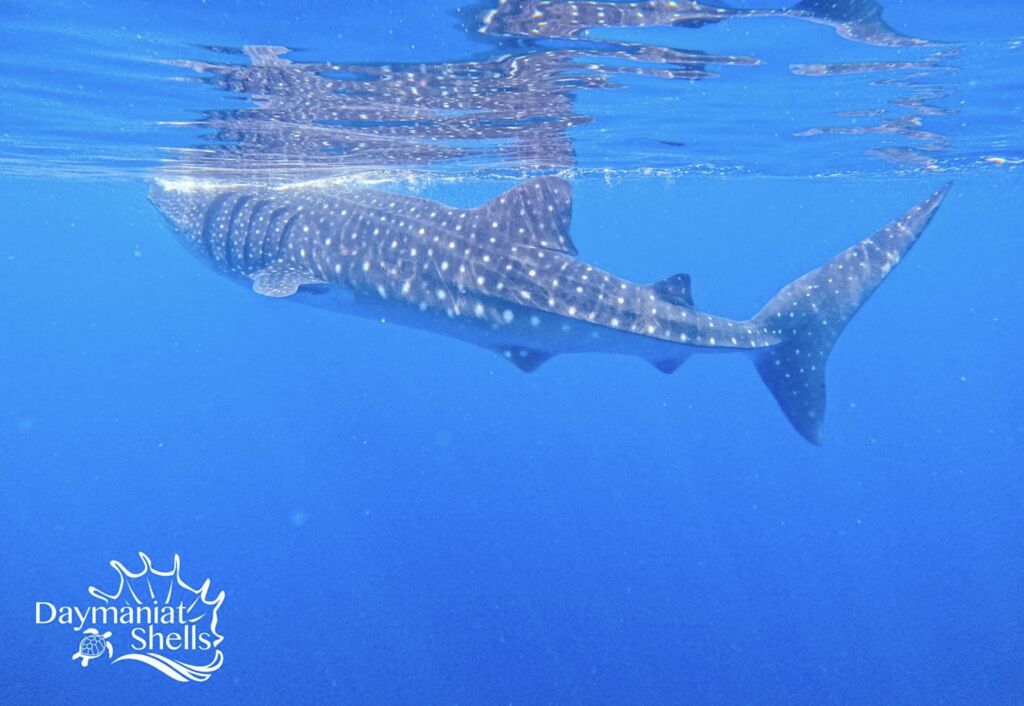 19617ae2-915a-4008-8b6a-fcfb57a6b3b7