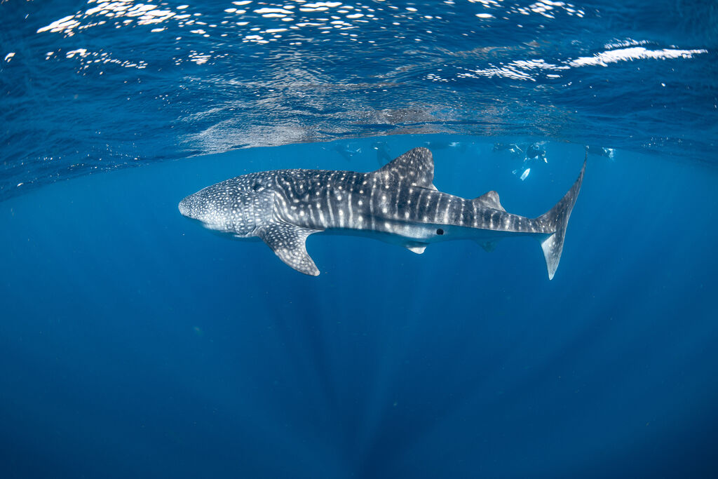 bf94e5f8-55f5-419b-b911-b09458ee1a1d