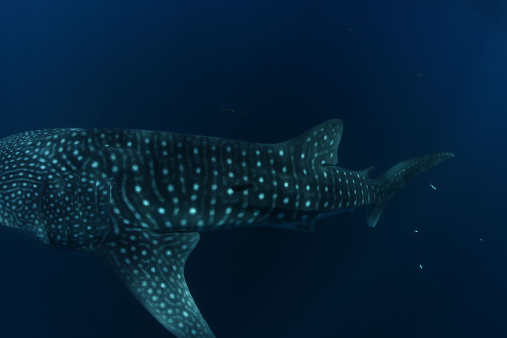 9e904590-3601-4d05-aee6-1660d96c4d90