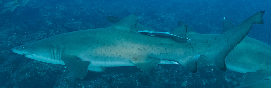 6b0506d1-fb75-4696-b67a-0f9c6017a3a9