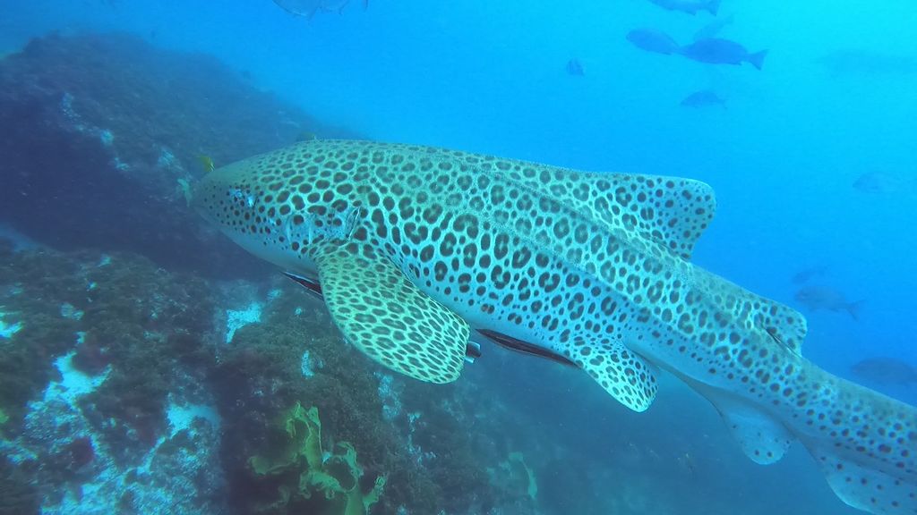 d82a9b01-3a0b-4d5b-a223-6a68769535ec