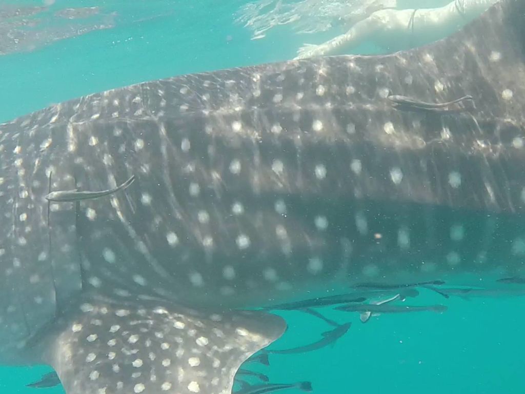 4d15b8ba-4eac-4623-8bde-355256bf43f8