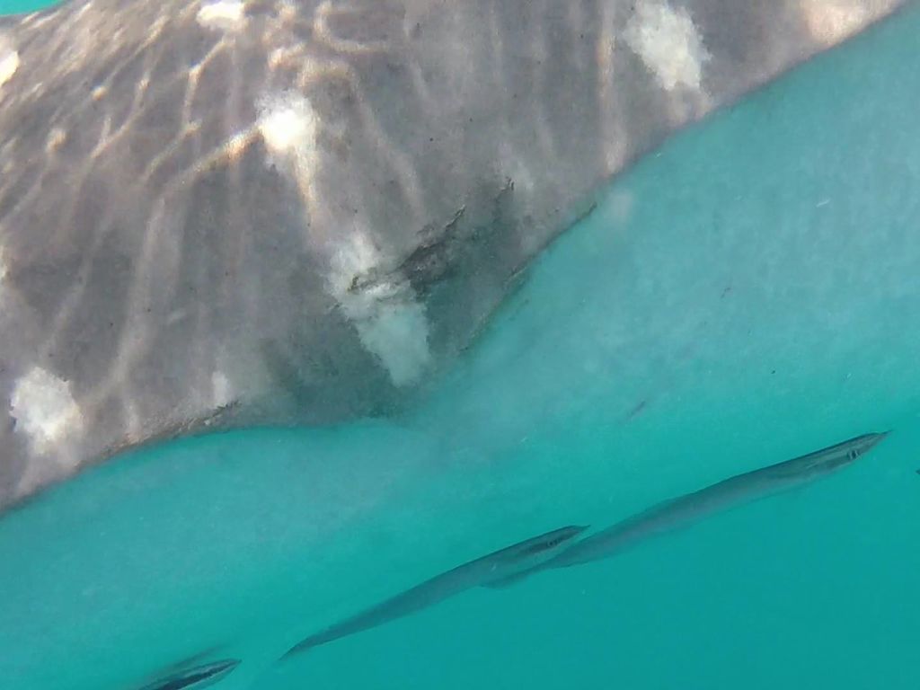 4d15b8ba-4eac-4623-8bde-355256bf43f8