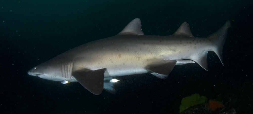 5a9cbcfa-83e9-49ff-b73a-47628f8873ae