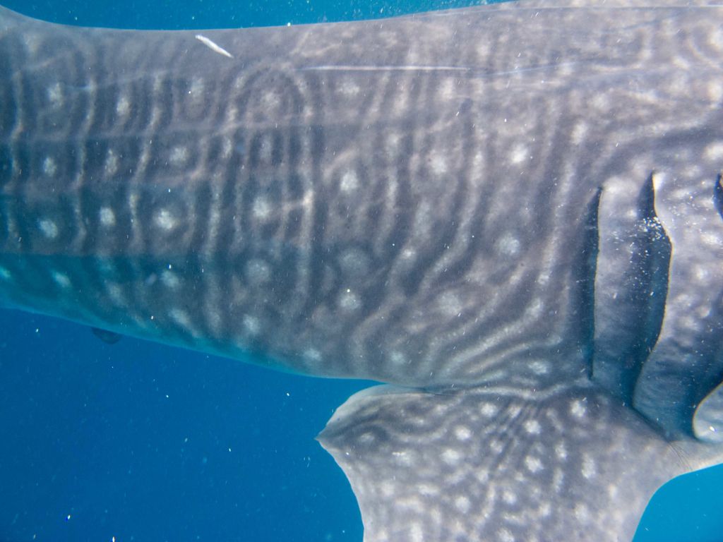 2da811ed-b9c2-4839-835f-0b95f7a022af