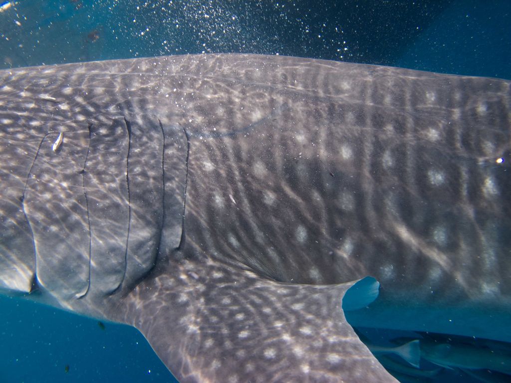 2da811ed-b9c2-4839-835f-0b95f7a022af