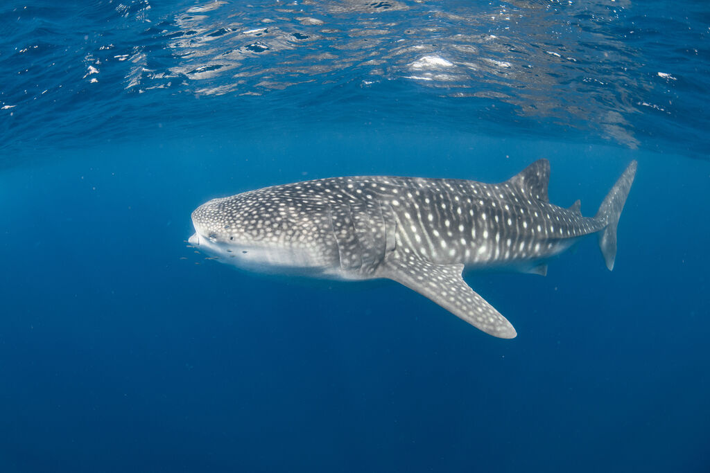 0abbf7dc-de81-45a1-a75d-454537278721